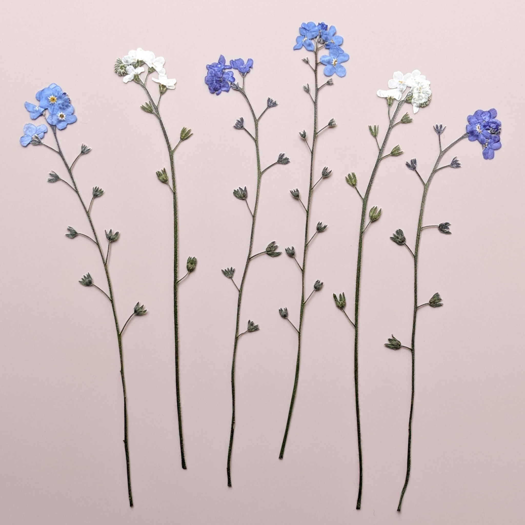 Pressed Mixed Forget me not flowers with Long Stems