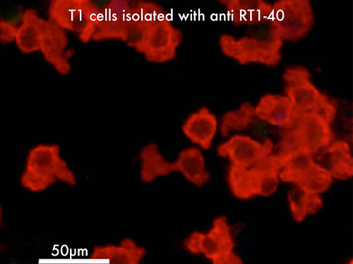Anti RT1-40  1ml