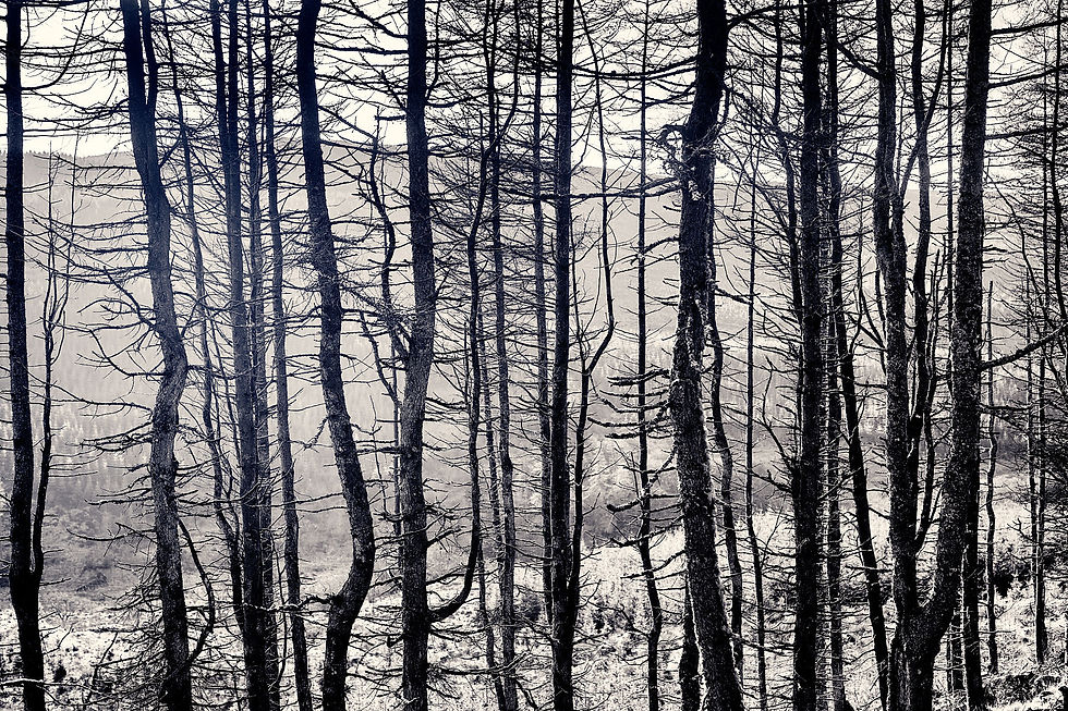 Thumbnail: Trees in Winter
