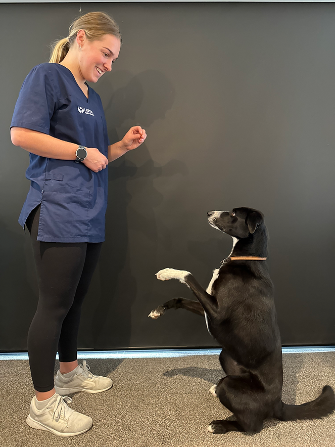 Equine Osteopathy Queenstown