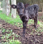 rescue calf starfish bobby calf project