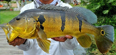 Tucunaré