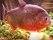 Piranha vermelha
