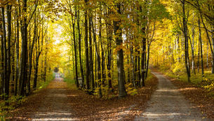 The Everyday Choices We Do Have