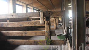 Blau-Weiße Kreuzungskälber