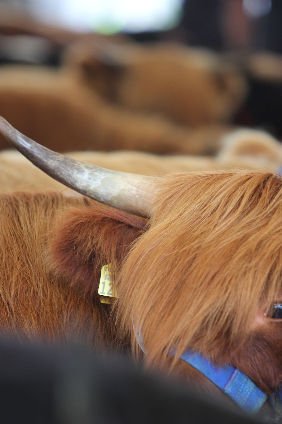 RUW: Fresser- und Kälberauktion in Fließem