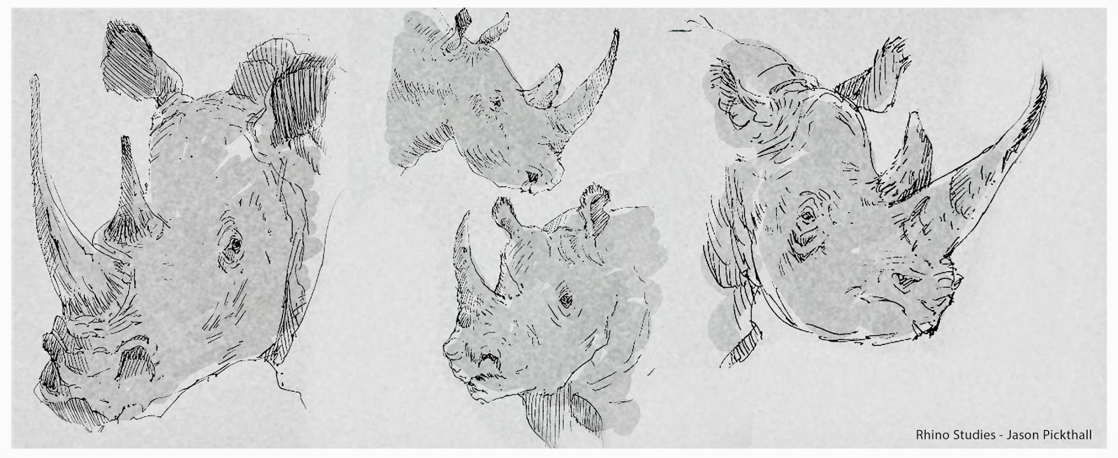 Rhino_Studies