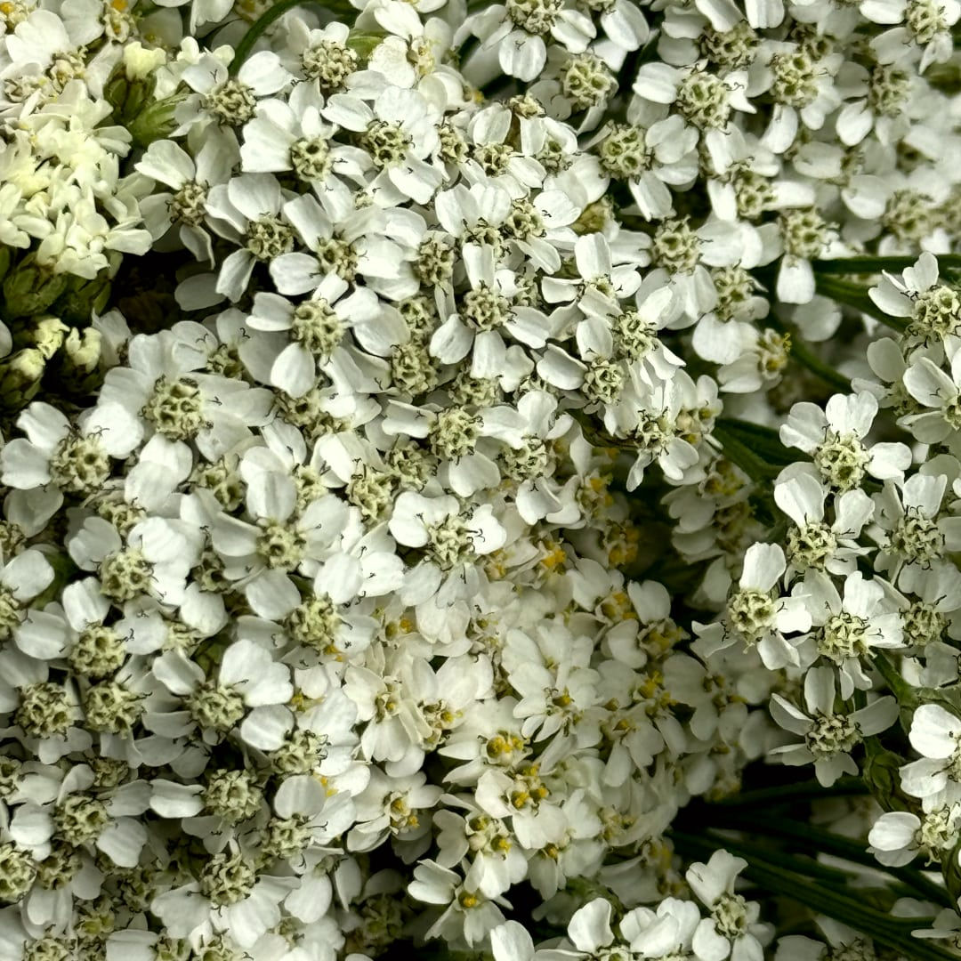 Yarrow, Achillea Flower White in Bulk. Filler Flower Wholesale for DIY Florists.