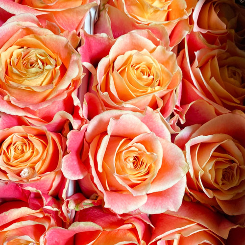 Roses Bicolor Orange 3D | Tropical Roses | The Flower Depot