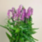 Thumbnail: Veronica Flower Pink in Bulk. Filler Flower Wholesale for DIY Florists.