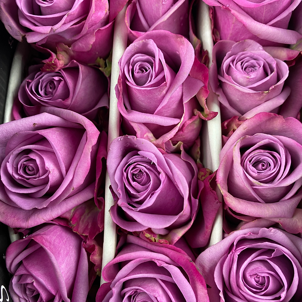Roses Lavender Cool Water. Tropical Roses.