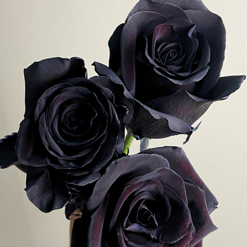 Tinted Black Roses | TR The Flower Depot