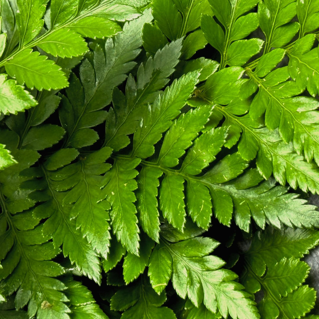 Leather Leaf, Leaves in Bulk. Greenery Wholesale for DIY Florists.