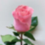 Roses Pink Wholesale. Hermosa Rose Flower