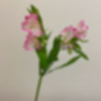 Thumbnail: Alstroemeria Flower Pink in Bulk. Filler Flower Wholesale for DIY Florists.