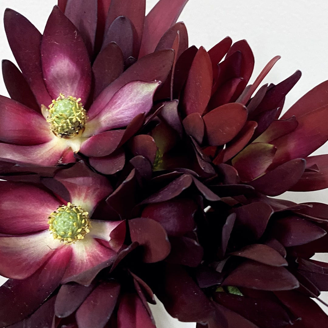 Sunset Safari Leaves in Bulk. Greenery Wholesale for DIY Florists.