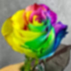 Tinted Roses Multicolor Rainbow Wholesale. Rainbow Rose Flower