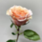 Garden Roses Peach Wholesale. Phoenix Rose Garden Flower