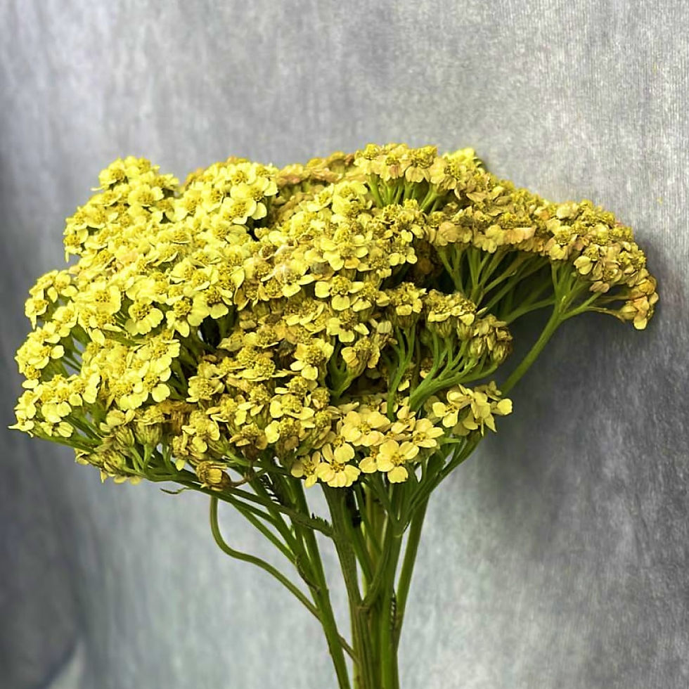 Miniatura: Yarrow, Achillea Flower Yellow in Bulk. Filler Flower Wholesale for DIY Florists.