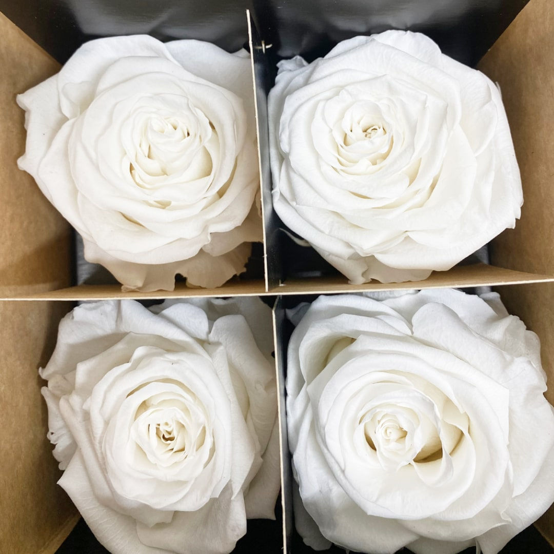 Forever Roses White Wholesale. White Roses Preserved
