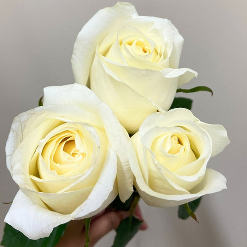 White Rose White Chocolate | TR The Flower Depot