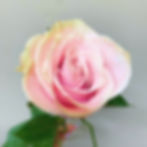 Roses Pink with Yellow Tip Wholesale. Pink Mondial Rose Flower