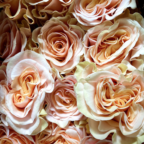 Garden Roses Phoenix | TR The Flower Depot