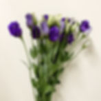 Lisianthus Flower Purple in Bulk. Filler Flower Wholesale for DIY Florists.