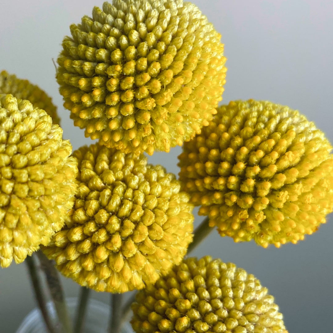 Craspedia Flower Yellow in Bulk. Filler Flower Wholesale for DIY Florists.