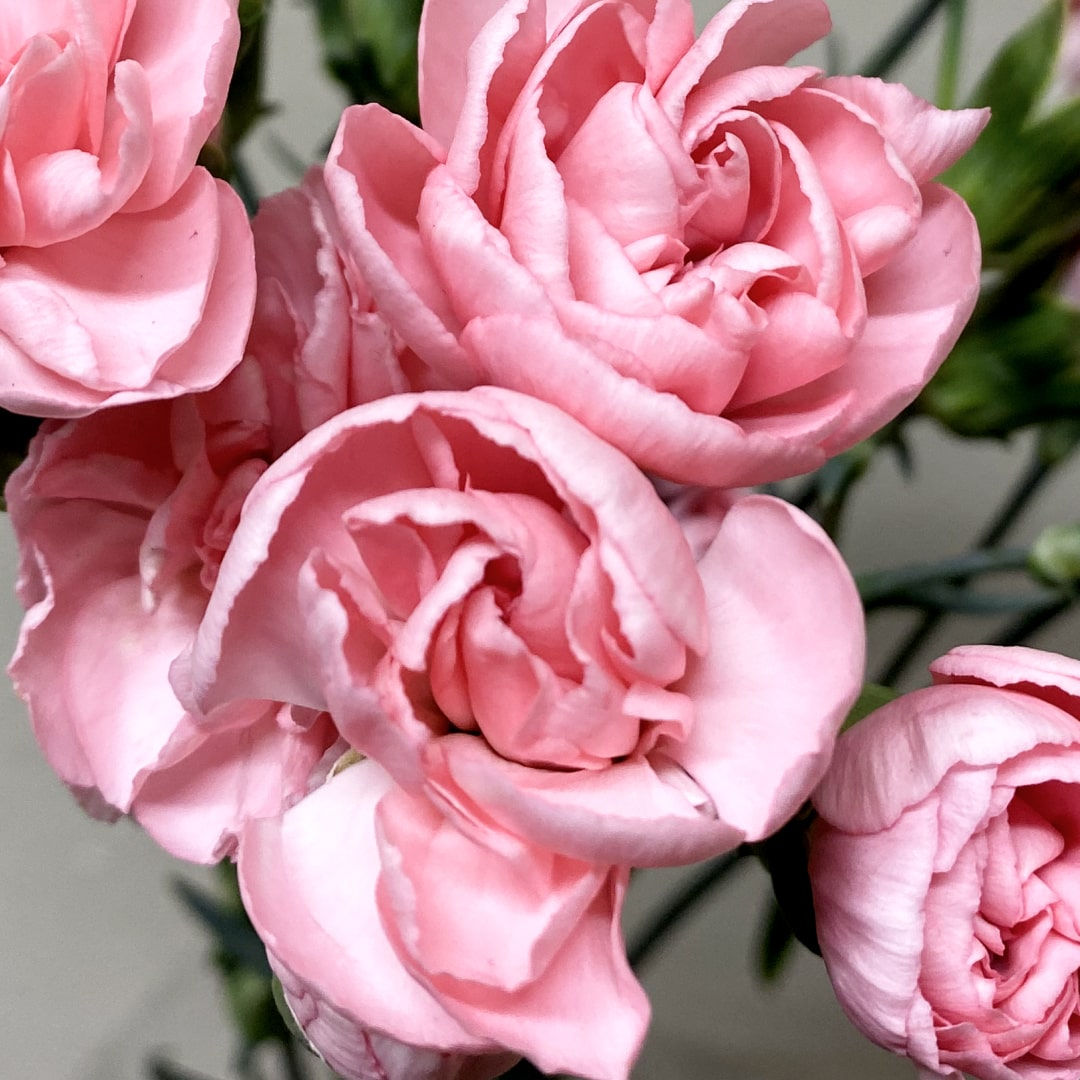 Mini Carnation Flower Pink in Bulk. Filler Flower Wholesale for DIY Florists.