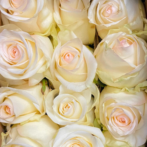 Candlelight Roses White Rose Candlelight | TR The Flower Depot