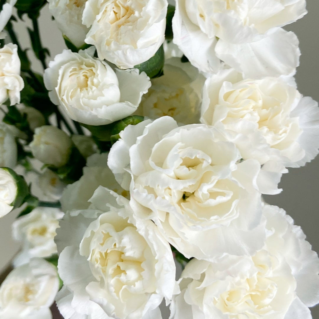 Mini Carnation Flower White in Bulk. Filler Flower Wholesale for DIY Florists.