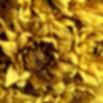 Pompom Cushion Fogata Flower Dark Yellow in Bulk. Filler Flower Wholesale for DIY Florists.
