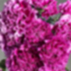 Mini Carnation Flower Purple in Bulk. Filler Flower Wholesale for DIY Florists.