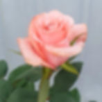 Roses Pink Wholesale. Be Sweet Rose Flower
