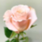 Roses Peach Pink Wholesale. Shimmer Rose Flower