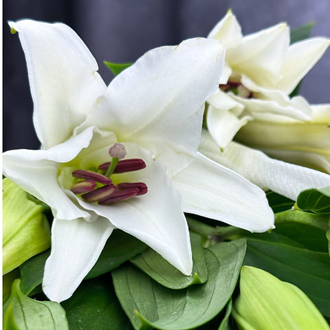 Oriental Lily White - 10 stems per bunch