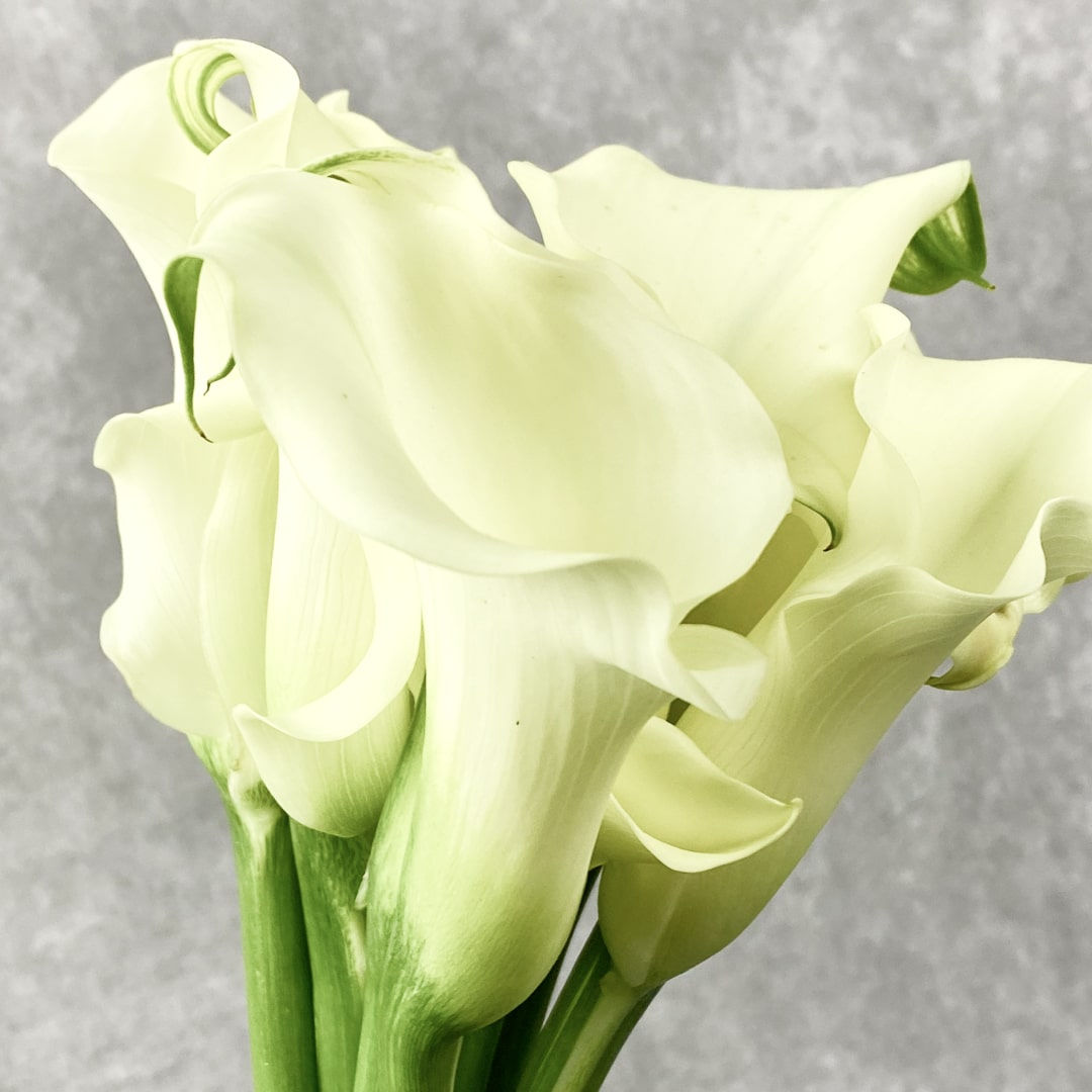 Calla Lily Mini Flower White in Bulk. Filler Flower Wholesale for DIY Florists.