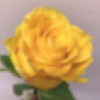 Roses Yellow Wholesale. Yellow Rose Flower