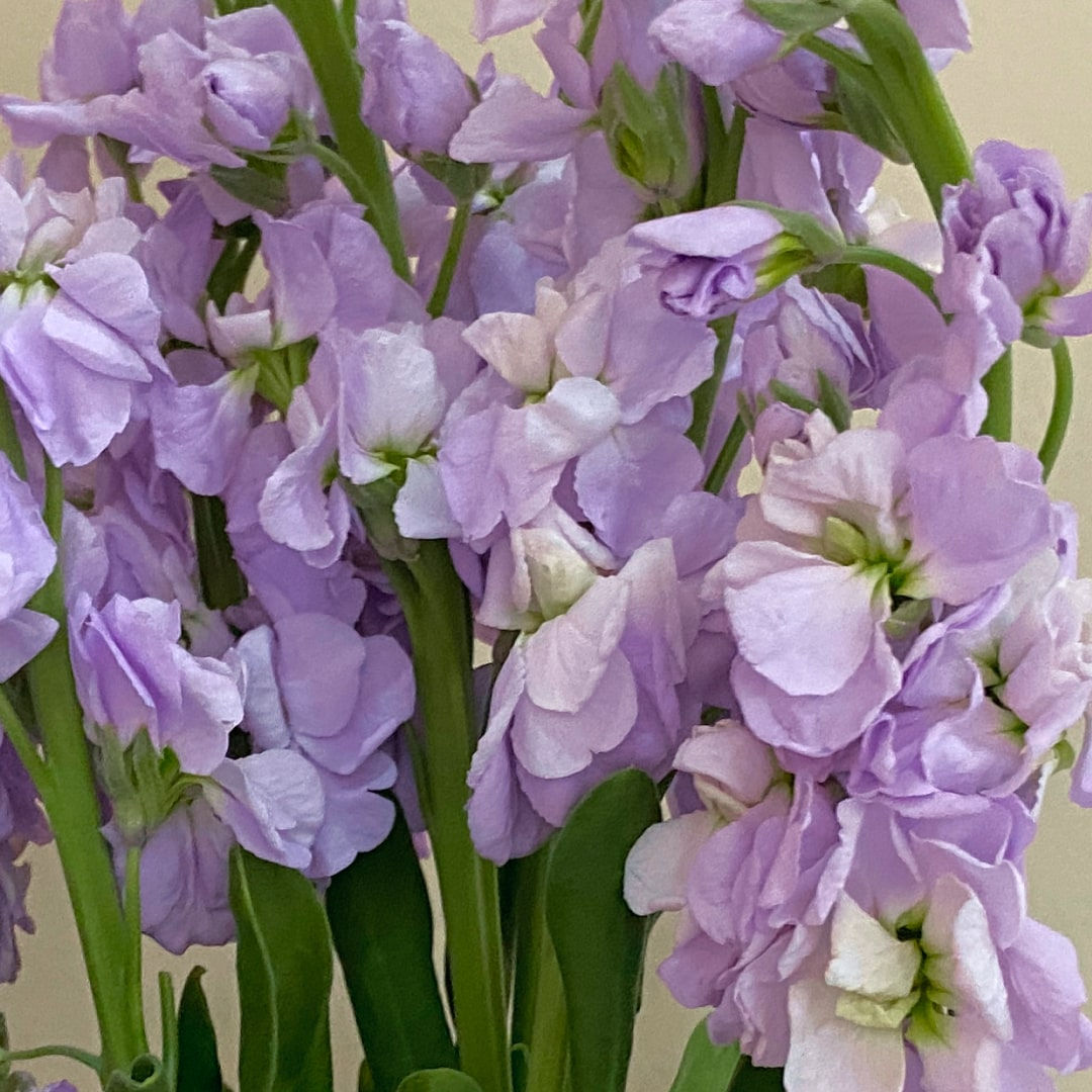 Stock Flower Lavender in Bulk. Filler Flower Wholesale for DIY Florists.