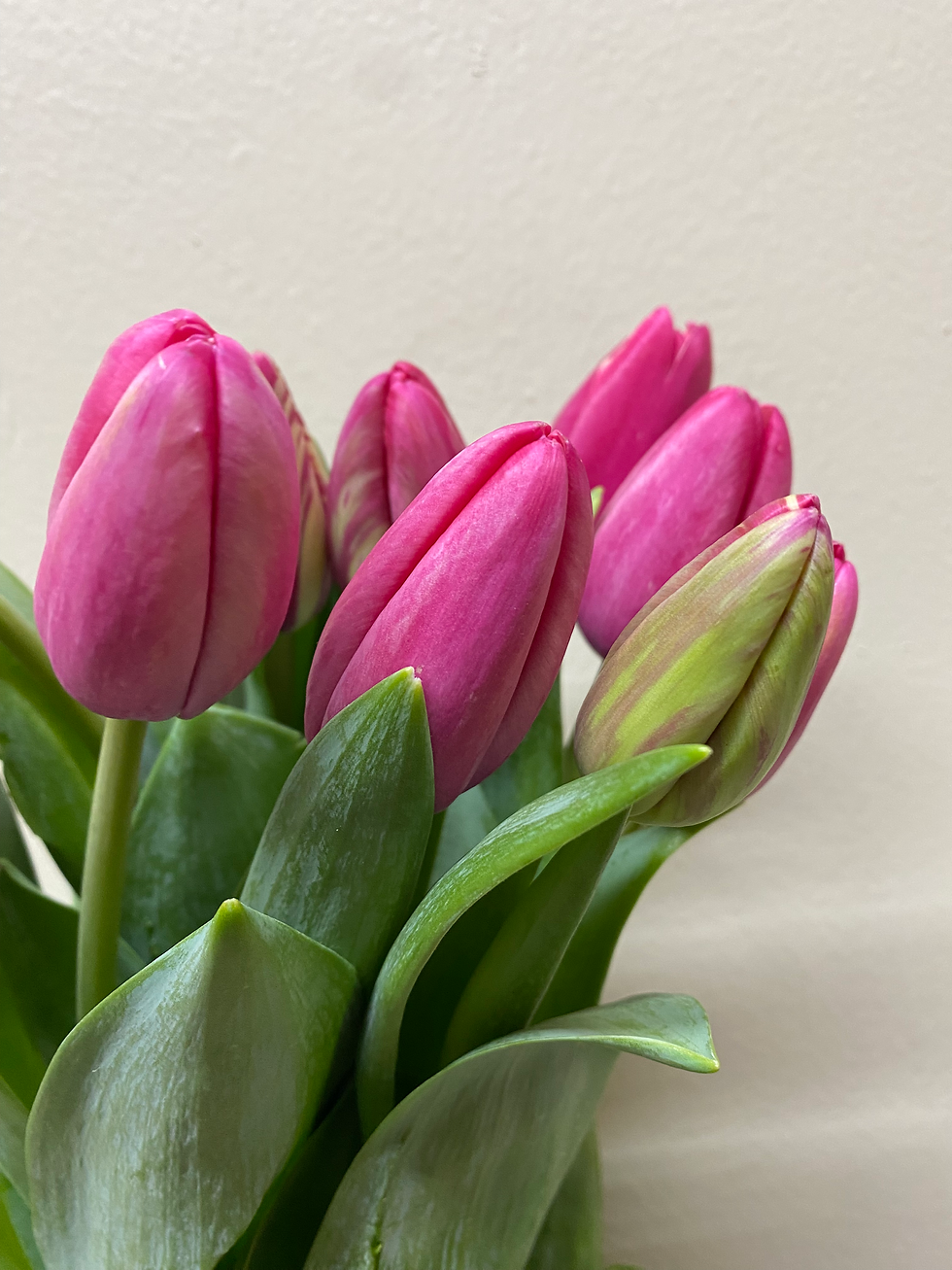 Tulips Flower Hot Pink in Bulk. Filler Flower Wholesale for DIY Florists.