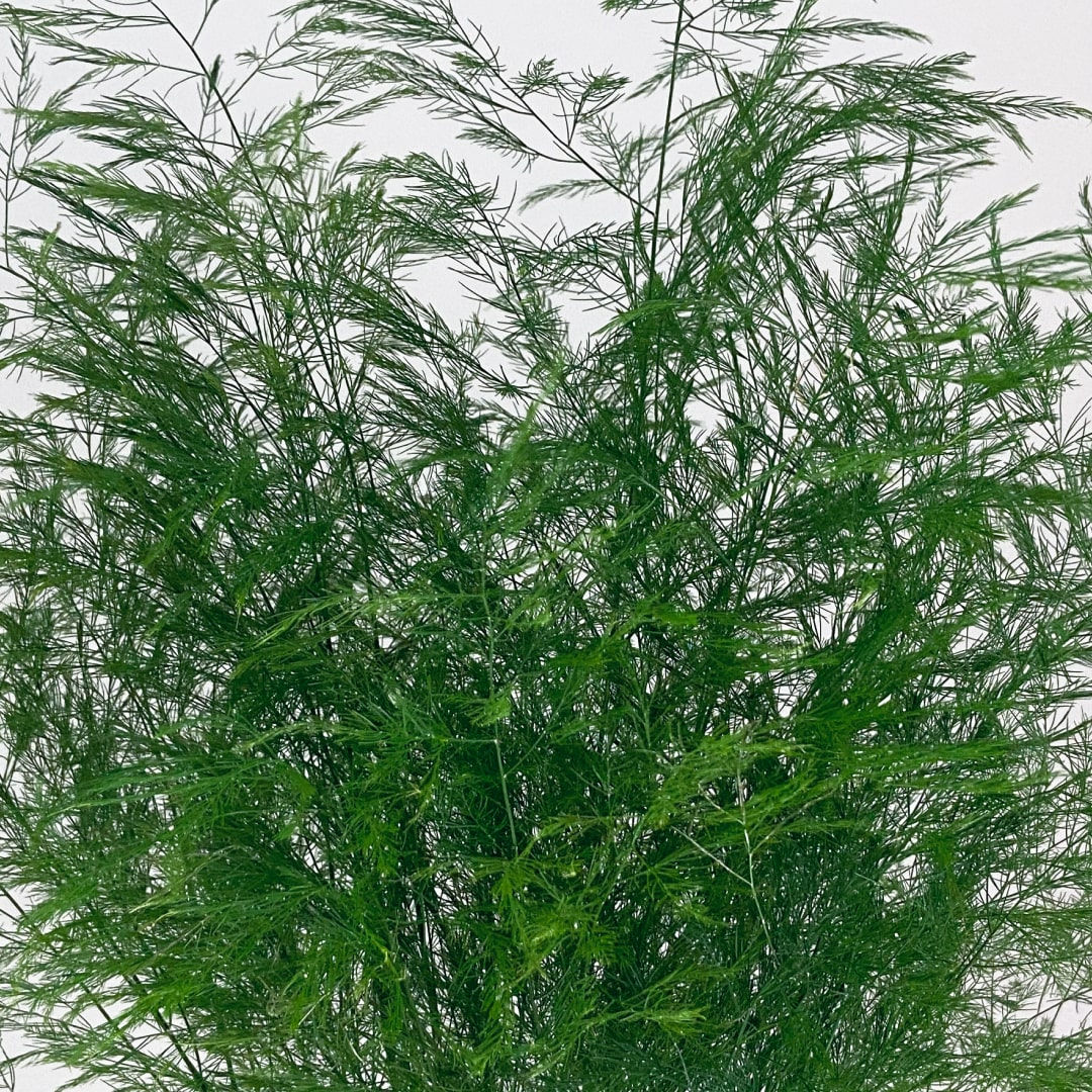 Tree Fern Leaves in Bulk. Greenery Wholesale for DIY Florists.