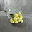 Miniatura: Craspedia Tinted Flower White in Bulk. Filler Flower Wholesale for DIY Florists.