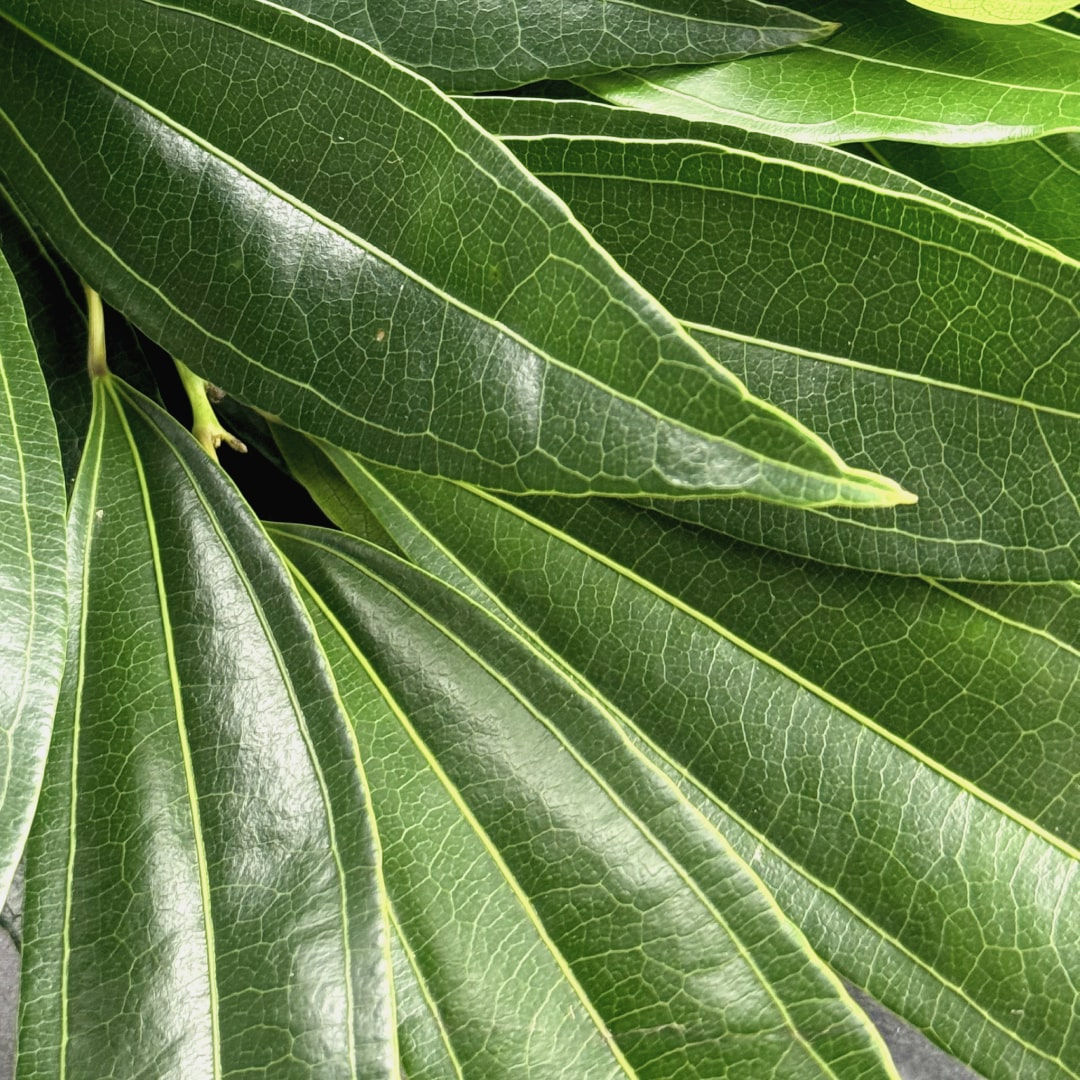 Cocculus Leaves in Bulk. Greenery Wholesale for DIY Florists.