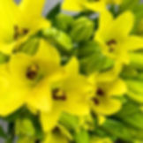 Lily Asiatic Flower Yellow in Bulk. Filler Flower Wholesale for DIY Florists.