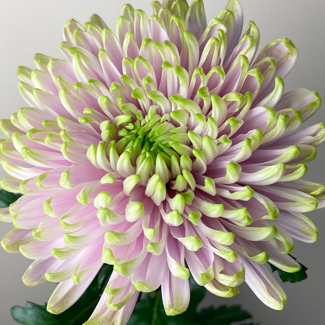 Chrysanthemums Rossano Charlotte Flower Pink with Green Tips in Bulk. Filler Flower Wholesale for DIY Florists.