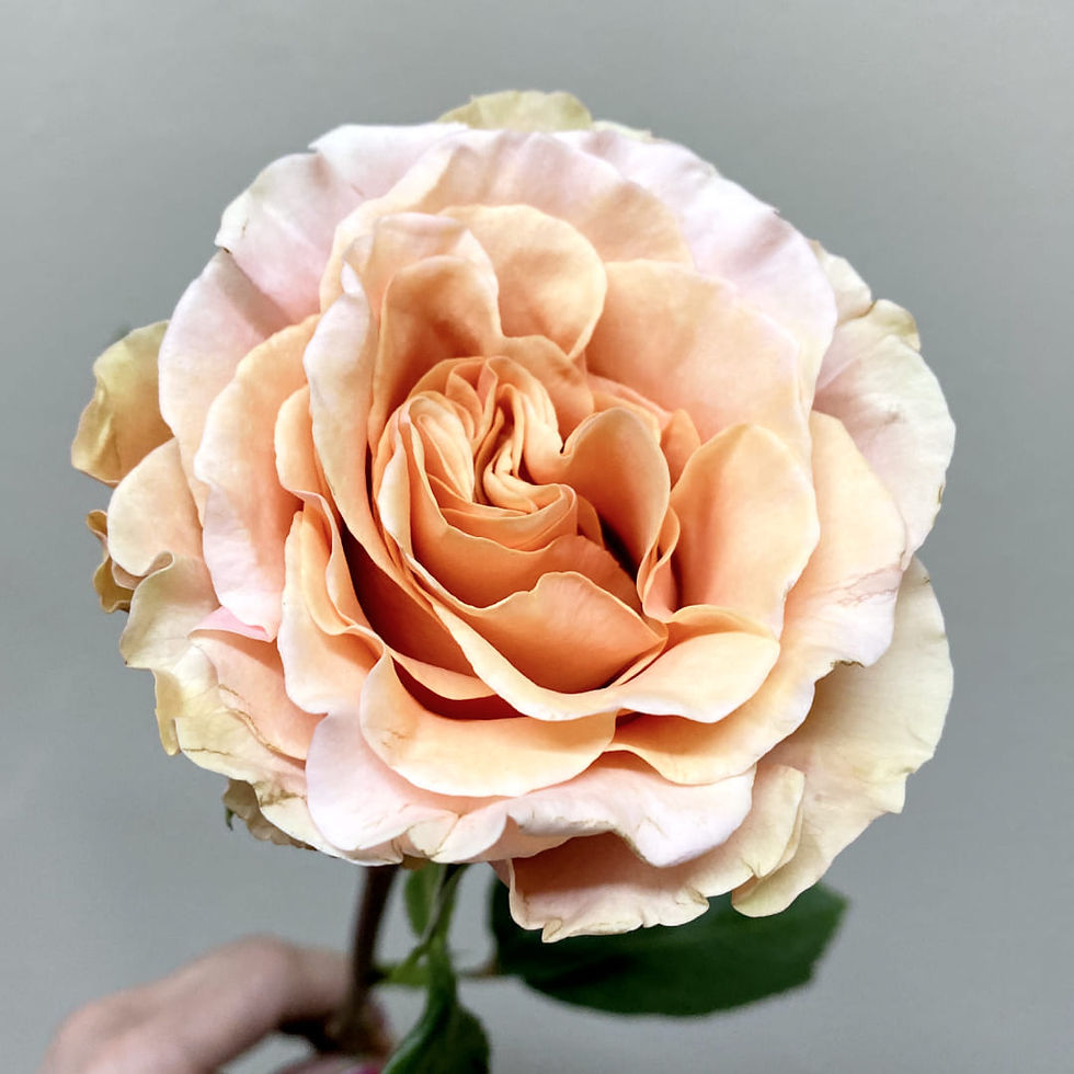 Thumbnail: Garden Roses Peach Wholesale. Phoenix Rose Garden Flower