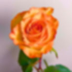 Roses Orange with Red Tips Wholesale. High Magic Rose Flower
