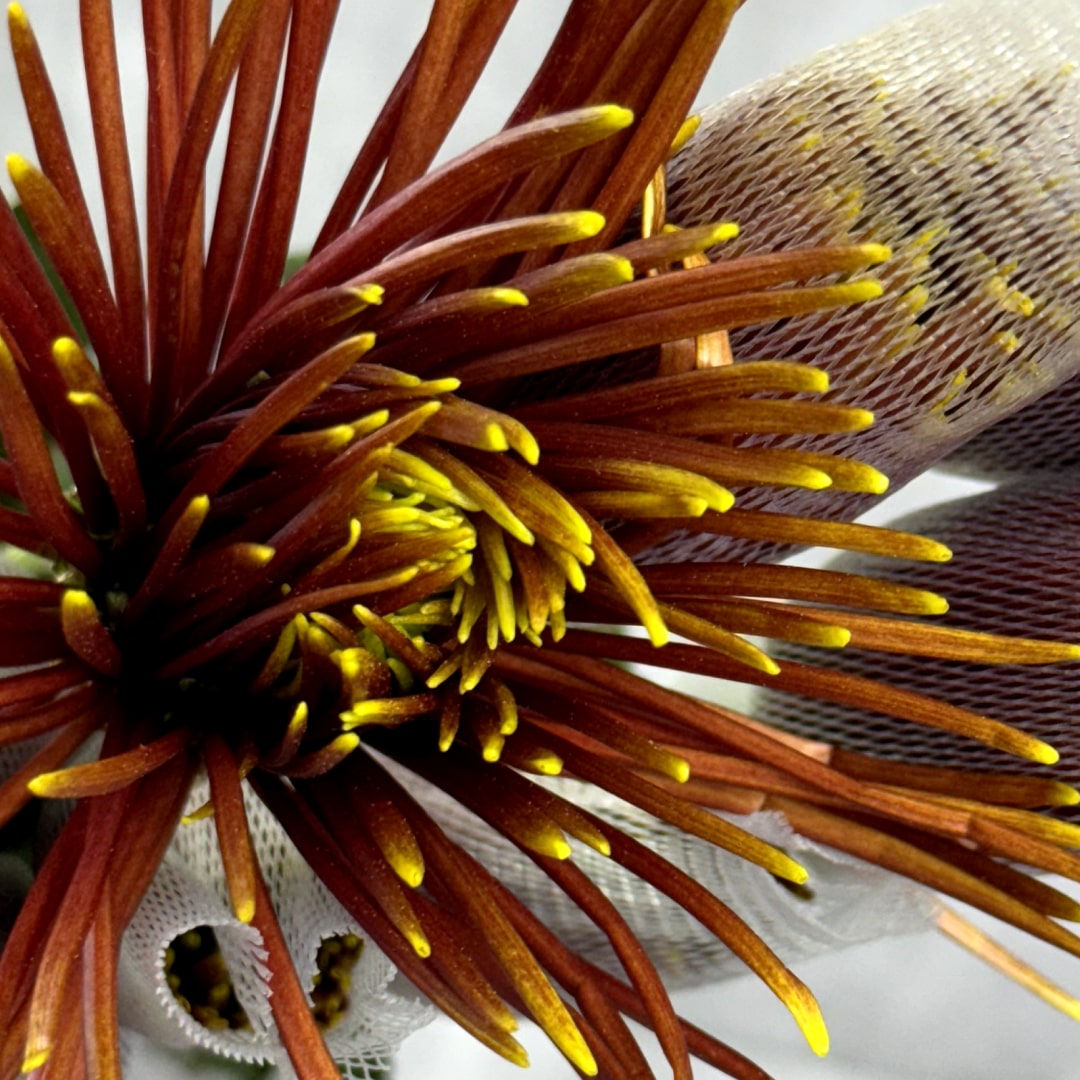 Chrysanthemums Chispa Flower Brown with Yellow Tips in Bulk. Filler Flower Wholesale for DIY Florists.