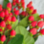 Hypericum Berry Flower Red in Bulk. Filler Flower Wholesale for DIY Florists.